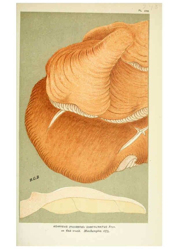 Reproducción/Reproduction 6055685607: Illustrations of British fungi (Hymenomycetes) London,Williams and Norgate,1881-91