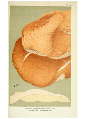 Reproducción/Reproduction 6055685607: Illustrations of British fungi (Hymenomycetes) London,Williams and Norgate,1881-91