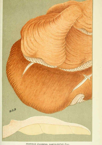 Reproducción/Reproduction 6055685607: Illustrations of British fungi (Hymenomycetes) London,Williams and Norgate,1881-91