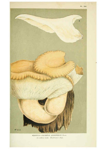 Reproducción/Reproduction 6056233214: Illustrations of British fungi (Hymenomycetes) London,Williams and Norgate,1881-91