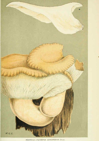 Reproducción/Reproduction 6056233214: Illustrations of British fungi (Hymenomycetes) London,Williams and Norgate,1881-91