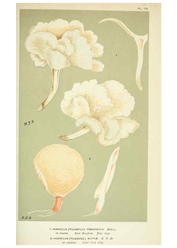 Reproducción/Reproduction 6056233460: Illustrations of British fungi (Hymenomycetes) London,Williams and Norgate,1881-91