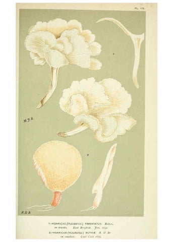 Reproducción/Reproduction 6056233460: Illustrations of British fungi (Hymenomycetes) London,Williams and Norgate,1881-91