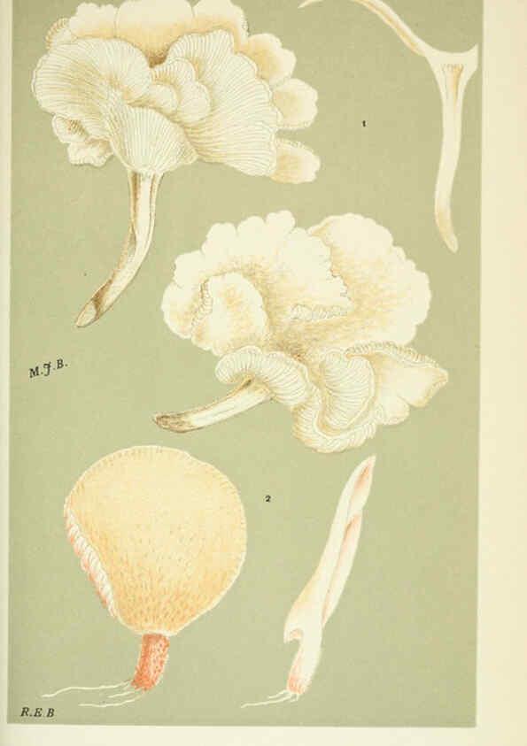 Reproducción/Reproduction 6056233460: Illustrations of British fungi (Hymenomycetes) London,Williams and Norgate,1881-91