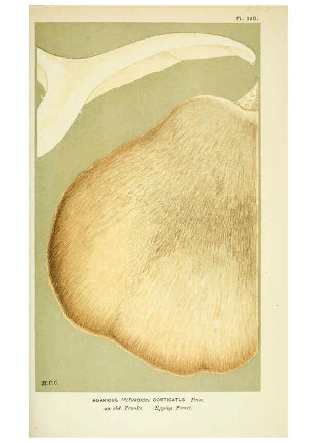 Reproducción/Reproduction 6055684123: Illustrations of British fungi (Hymenomycetes) London,Williams and Norgate,1881-91