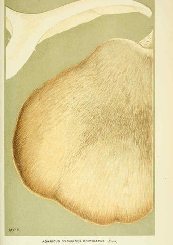 Reproducción/Reproduction 6055684123: Illustrations of British fungi (Hymenomycetes) London,Williams and Norgate,1881-91