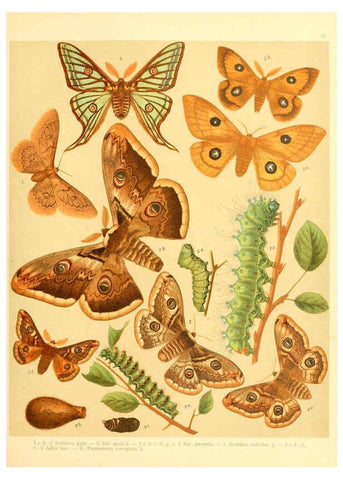 Reproducción/Reproduction 6058529373: Fr. Berge's Schmetterlingsbuch nach dem gegenwärtigen Stande der Lepidopterologie neu bearb. und hrsg. von Professor Dr. H. Rebel ... Stuttgart,E. Schweizerbart,1910