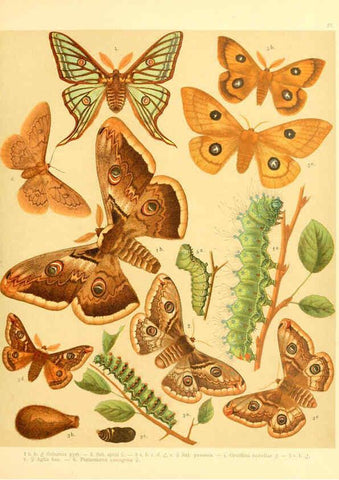 Reproducción/Reproduction 6058529373: Fr. Berge's Schmetterlingsbuch nach dem gegenwärtigen Stande der Lepidopterologie neu bearb. und hrsg. von Professor Dr. H. Rebel ... Stuttgart,E. Schweizerbart,1910