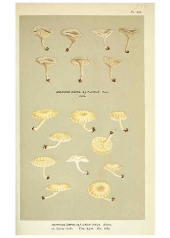 Reproducción/Reproduction 6055681095: Illustrations of British fungi (Hymenomycetes) London,Williams and Norgate,1881-91