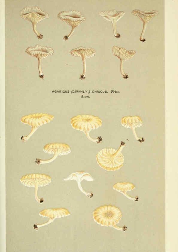 Reproducción/Reproduction 6055681095: Illustrations of British fungi (Hymenomycetes) London,Williams and Norgate,1881-91