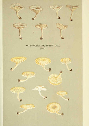 Reproducción/Reproduction 6055681095: Illustrations of British fungi (Hymenomycetes) London,Williams and Norgate,1881-91