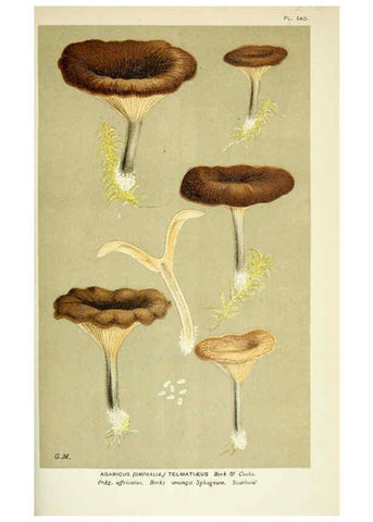 Reproducción/Reproduction 6056227910: Illustrations of British fungi (Hymenomycetes) London,Williams and Norgate,1881-91
