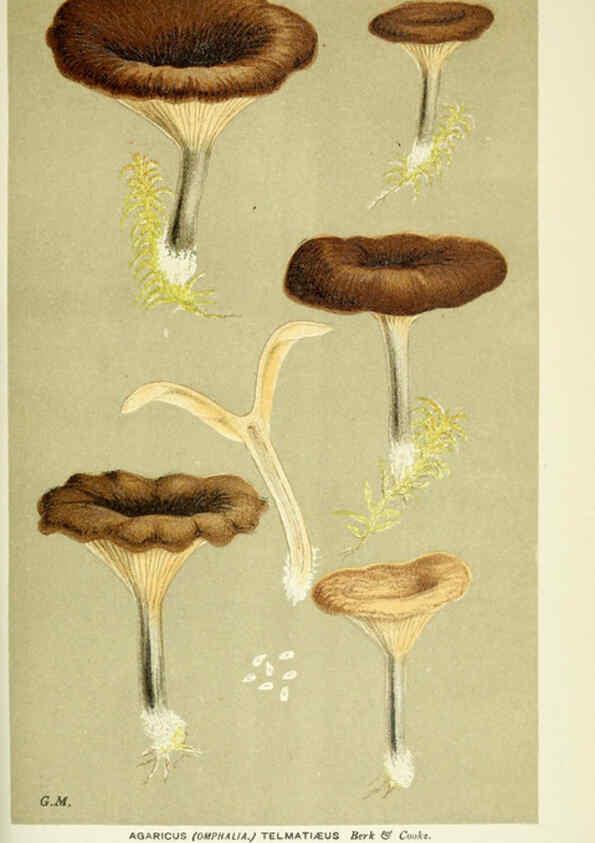 Reproducción/Reproduction 6056227910: Illustrations of British fungi (Hymenomycetes) London,Williams and Norgate,1881-91