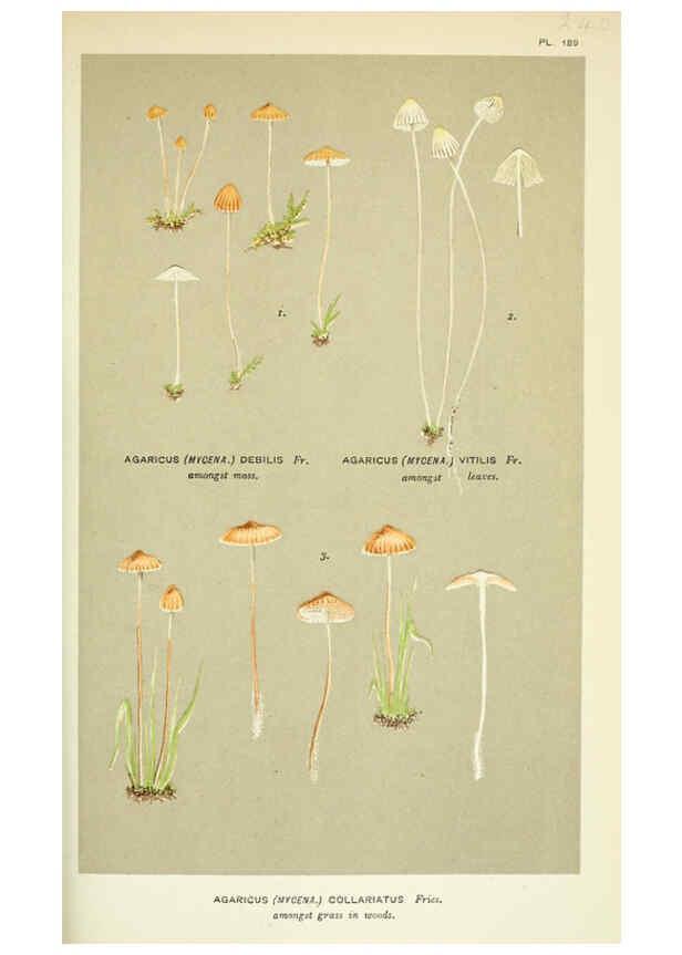 Reproducción/Reproduction 6055676019: Illustrations of British fungi (Hymenomycetes) London,Williams and Norgate,1881-91
