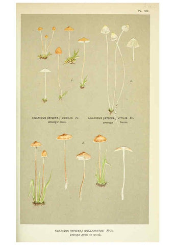 Reproducción/Reproduction 6055676019: Illustrations of British fungi (Hymenomycetes) London,Williams and Norgate,1881-91