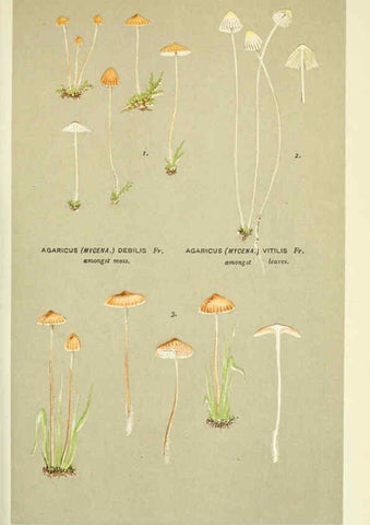 Reproducción/Reproduction 6055676019: Illustrations of British fungi (Hymenomycetes) London,Williams and Norgate,1881-91