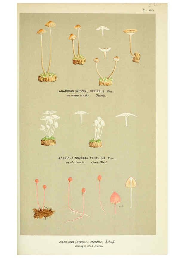 Reproducción/Reproduction 6055676441: Illustrations of British fungi (Hymenomycetes) London,Williams and Norgate,1881-91