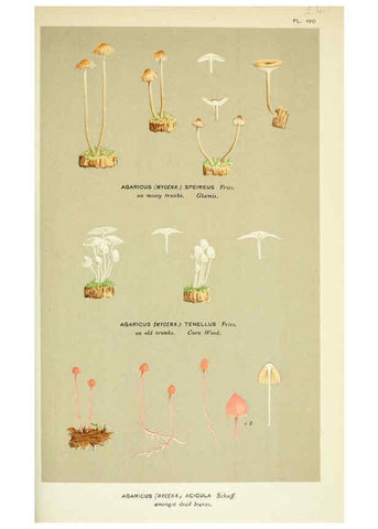 Reproducción/Reproduction 6055676441: Illustrations of British fungi (Hymenomycetes) London,Williams and Norgate,1881-91