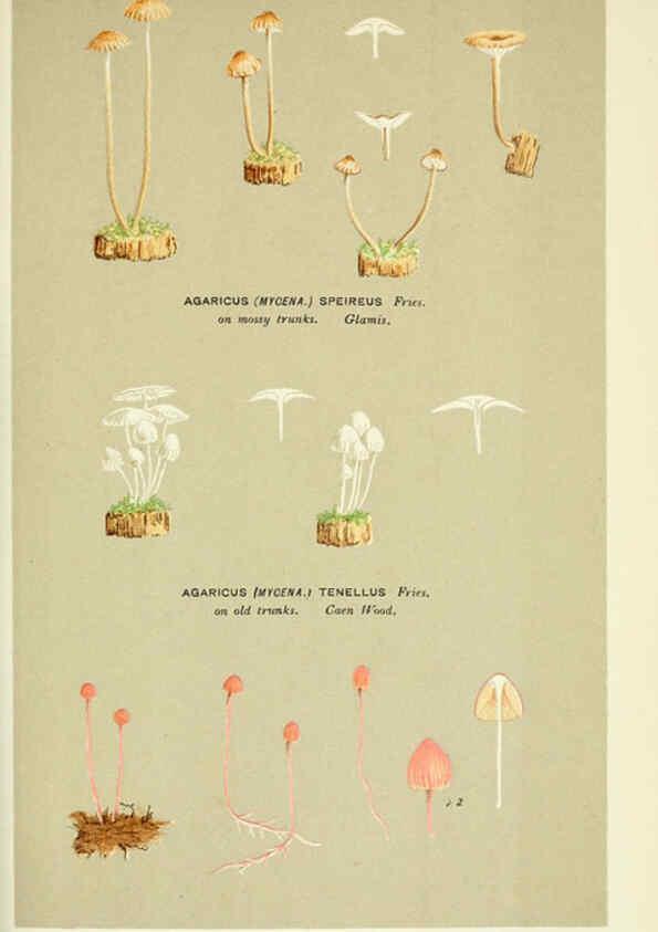 Reproducción/Reproduction 6055676441: Illustrations of British fungi (Hymenomycetes) London,Williams and Norgate,1881-91