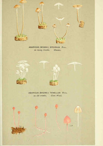 Reproducción/Reproduction 6055676441: Illustrations of British fungi (Hymenomycetes) London,Williams and Norgate,1881-91
