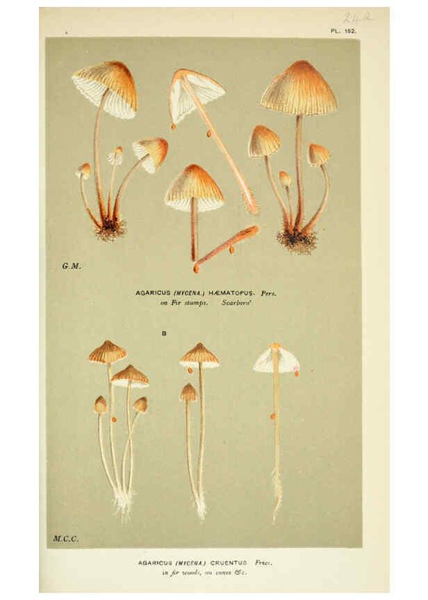 Reproducción/Reproduction 6055676639: Illustrations of British fungi (Hymenomycetes) London,Williams and Norgate,1881-91