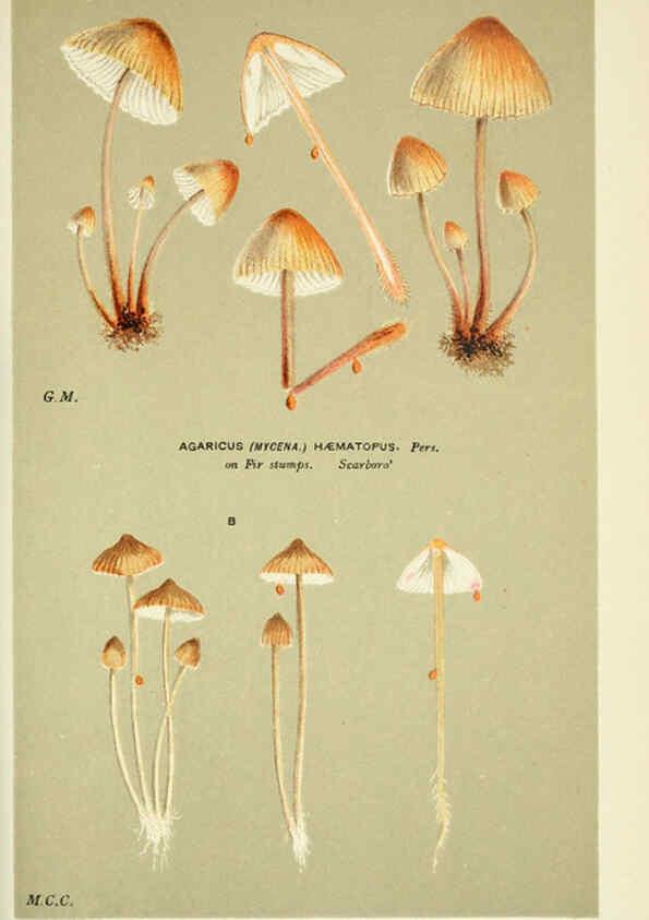 Reproducción/Reproduction 6055676639: Illustrations of British fungi (Hymenomycetes) London,Williams and Norgate,1881-91