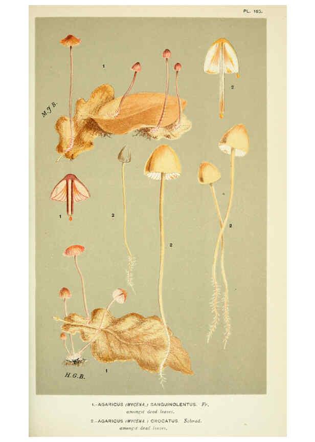 Reproducción/Reproduction 6056224072: Illustrations of British fungi (Hymenomycetes) London,Williams and Norgate,1881-91