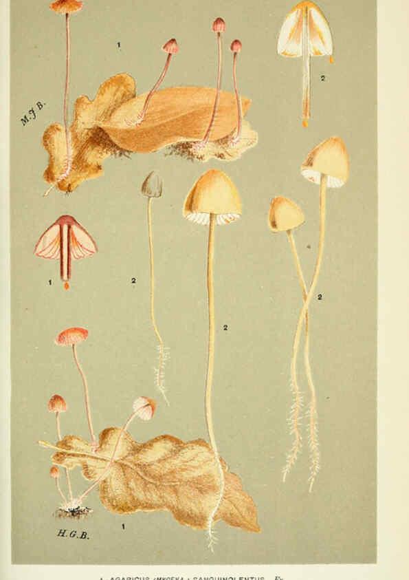 Reproducción/Reproduction 6056224072: Illustrations of British fungi (Hymenomycetes) London,Williams and Norgate,1881-91