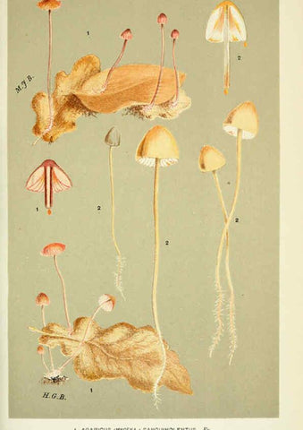 Reproducción/Reproduction 6056224072: Illustrations of British fungi (Hymenomycetes) London,Williams and Norgate,1881-91