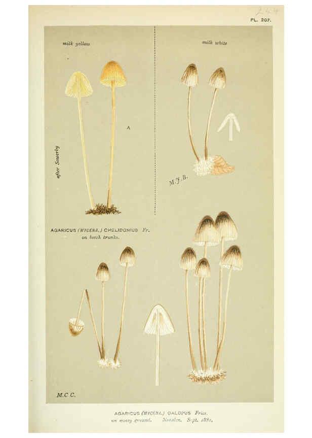 Reproducción/Reproduction 6056224646: Illustrations of British fungi (Hymenomycetes) London,Williams and Norgate,1881-91