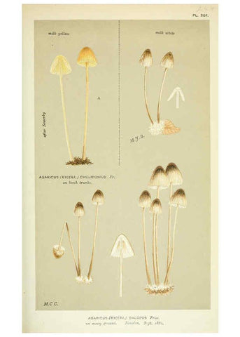 Reproducción/Reproduction 6056224646: Illustrations of British fungi (Hymenomycetes) London,Williams and Norgate,1881-91