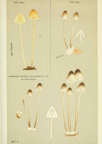 Reproducción/Reproduction 6056224646: Illustrations of British fungi (Hymenomycetes) London,Williams and Norgate,1881-91
