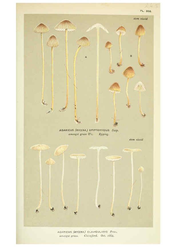 Reproducción/Reproduction 6055677763: Illustrations of British fungi (Hymenomycetes) London,Williams and Norgate,1881-91