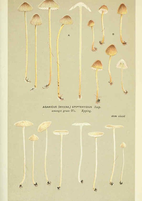 Reproducción/Reproduction 6055677763: Illustrations of British fungi (Hymenomycetes) London,Williams and Norgate,1881-91