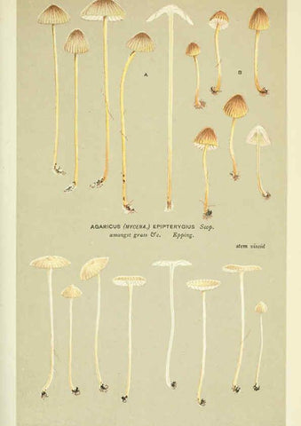 Reproducción/Reproduction 6055677763: Illustrations of British fungi (Hymenomycetes) London,Williams and Norgate,1881-91