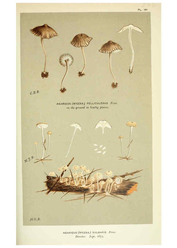 Reproducción/Reproduction 6055678089: Illustrations of British fungi (Hymenomycetes) London,Williams and Norgate,1881-91