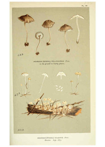 Reproducción/Reproduction 6055678089: Illustrations of British fungi (Hymenomycetes) London,Williams and Norgate,1881-91