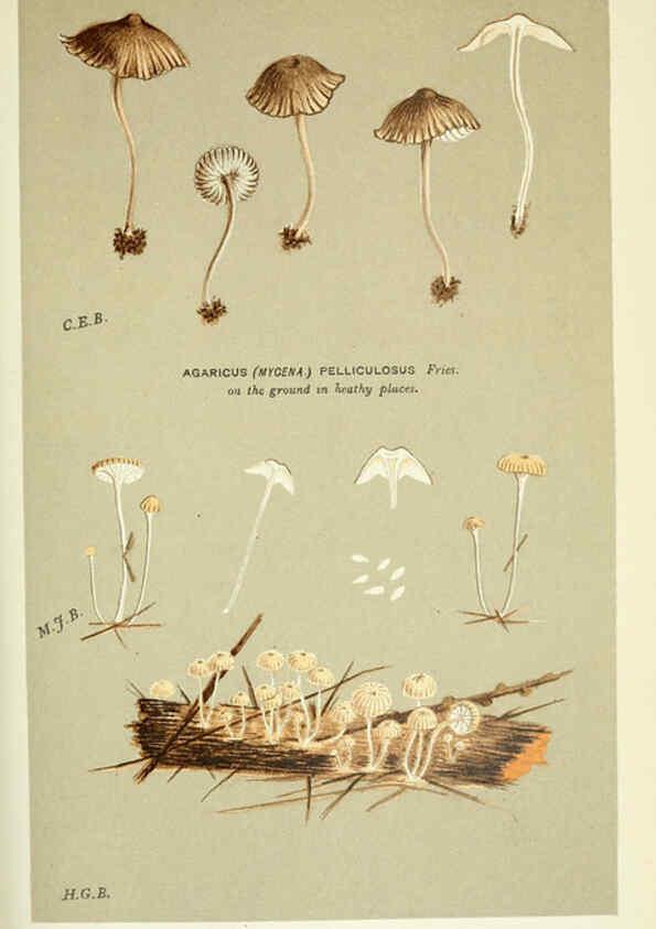 Reproducción/Reproduction 6055678089: Illustrations of British fungi (Hymenomycetes) London,Williams and Norgate,1881-91
