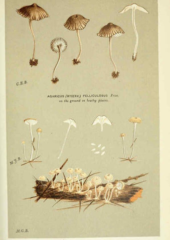 Reproducción/Reproduction 6055678089: Illustrations of British fungi (Hymenomycetes) London,Williams and Norgate,1881-91
