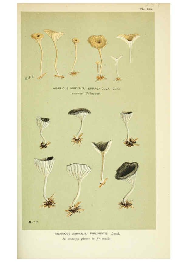 Reproducción/Reproduction 6056228156: Illustrations of British fungi (Hymenomycetes) London,Williams and Norgate,1881-91