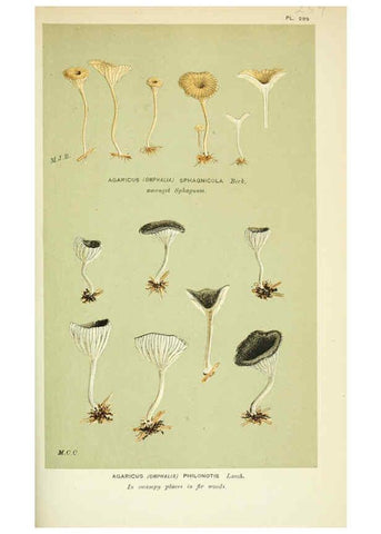 Reproducción/Reproduction 6056228156: Illustrations of British fungi (Hymenomycetes) London,Williams and Norgate,1881-91