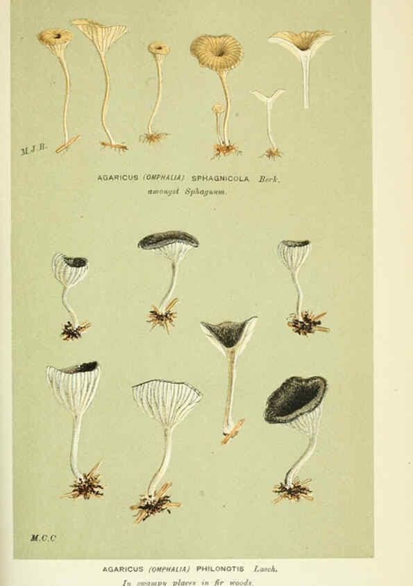Reproducción/Reproduction 6056228156: Illustrations of British fungi (Hymenomycetes) London,Williams and Norgate,1881-91