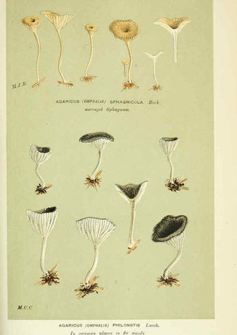 Reproducción/Reproduction 6056228156: Illustrations of British fungi (Hymenomycetes) London,Williams and Norgate,1881-91
