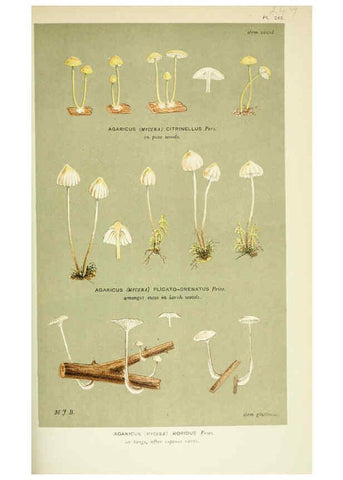 Reproducción/Reproduction 6056225374: Illustrations of British fungi (Hymenomycetes) London,Williams and Norgate,1881-91