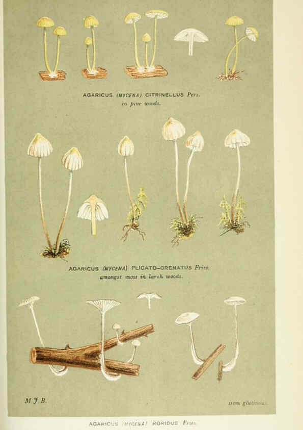 Reproducción/Reproduction 6056225374: Illustrations of British fungi (Hymenomycetes) London,Williams and Norgate,1881-91