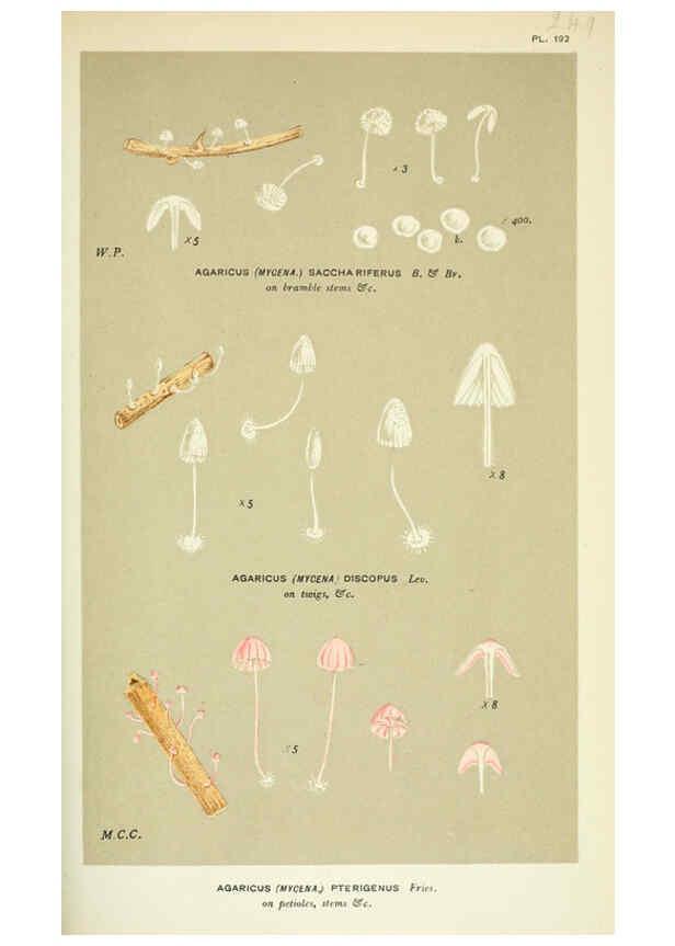 Reproducción/Reproduction 6055678755: Illustrations of British fungi (Hymenomycetes) London,Williams and Norgate,1881-91