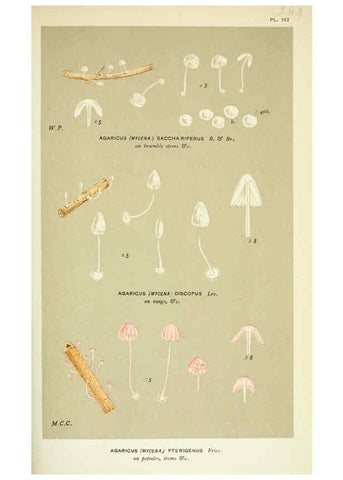Reproducción/Reproduction 6055678755: Illustrations of British fungi (Hymenomycetes) London,Williams and Norgate,1881-91