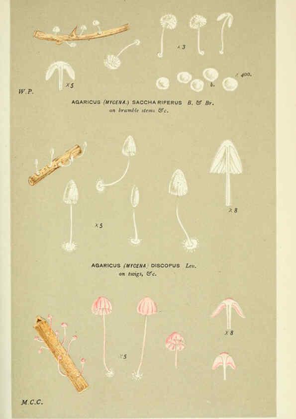 Reproducción/Reproduction 6055678755: Illustrations of British fungi (Hymenomycetes) London,Williams and Norgate,1881-91
