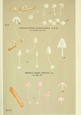 Reproducción/Reproduction 6055678755: Illustrations of British fungi (Hymenomycetes) London,Williams and Norgate,1881-91