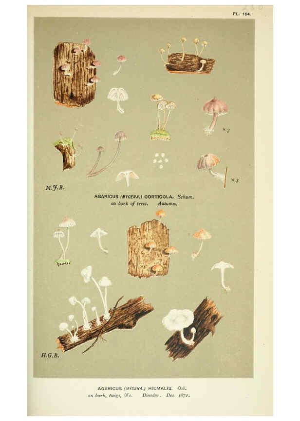 Reproducción/Reproduction 6056226138: Illustrations of British fungi (Hymenomycetes) London,Williams and Norgate,1881-91